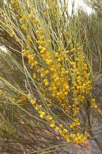 Castiarina eyrensis, adult host plant, Acacia papyrocarpa, EP
